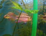 pelvicachromis subocelatus matadi 