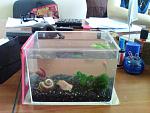 aquaMashulya_210411,    ...