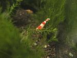 IMG 5564