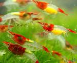 rili(Neocaridina heteropoda sp. Rili - Rili Shrimp)