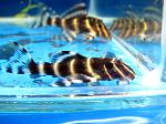 Flash Pleco (L204) - Panaque sp.