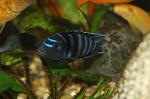 Pseudotropheus demasoni 