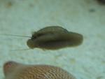 Stomatella