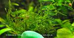 Crescend Moss