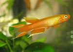 Aph. australe spottles