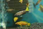 Cyprichromis leptosoma 'jumbo speckleback Moba'