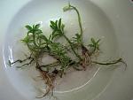 IMG 5585