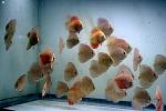 group of discus