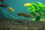 Julidochromis marlieri 'Burundi'