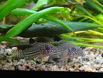 Corydoras trilineatus