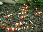 IMG 5577