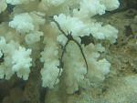 Ophiolepis superba