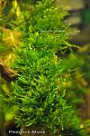 Peacock Moss -  