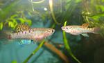 Chr. bivittatum Funge