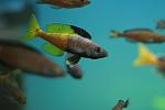 Cyprichromis leptosoma 'jumbo speckleback Moba'