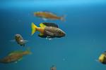 Cyprichromis leptosoma 'jumbo speckleback Moba'