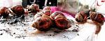 Achatina fulica
