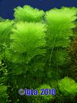 Ambulia (Limnophila aquatica)