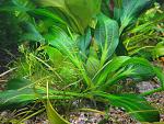   (Echinodorus portoalegrensis)