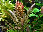   (Staurogyne sp. Bihar)