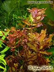 Rotala macrandra Red