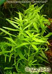 Eustralis narrow leaf