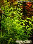 Lindernia