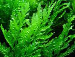 79 African Water Fern Bolbitis heudelotii.e