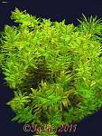    (Rotala macrandra 'green narrow leaf')