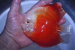 valebtine for sale 1