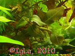  . () (Ludwigia SP)