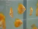 yelow diamonds