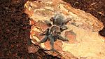 b. albopilosum
