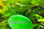 Weeping Moss Vesicularia ferriei