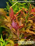 Alternatera roasefolia2