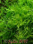   (Rotala rotundifolia spec. Green)