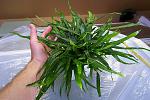 Microsorum pteropus Narrow 10
