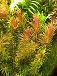 ˳  (Limnophila aromatic)