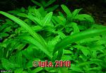  (Staurogyne sp. 'Porto Velho')