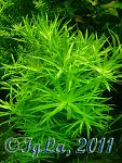   (Heteranthera zosterifolia)