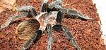 b. vagans
