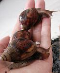 Achatina fulica