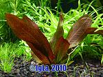   (Echinodorus Mercedes)