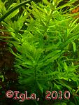   (Pogostemon stellatus "Narrow Leaf")