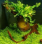 microsorum 1 500x520