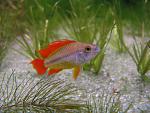 Apistogramma cacatuoides ORANGE 