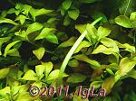   (Ludwigia repens)