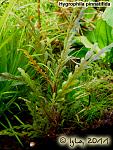 Hygrophila pinnatifida