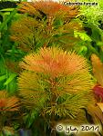 Cabomba furcata