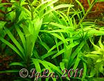   (Eichornia azurea)